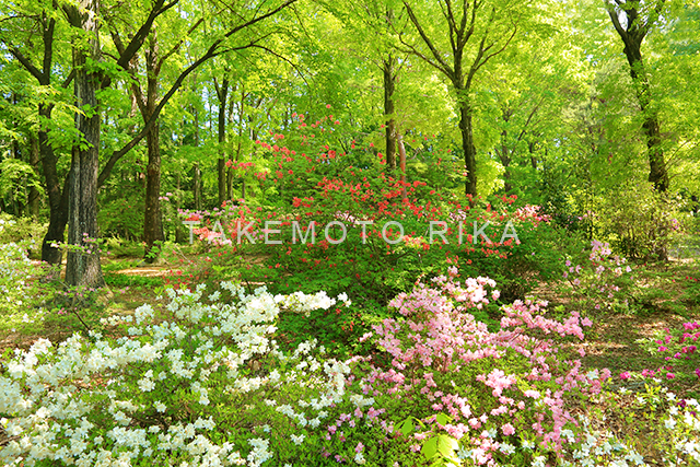行っては止まる 風景写真家 竹本りか Landscape Photographer Rika Takemoto