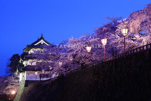 弘前城　桜