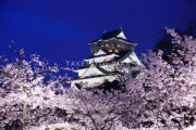 大阪城　桜　